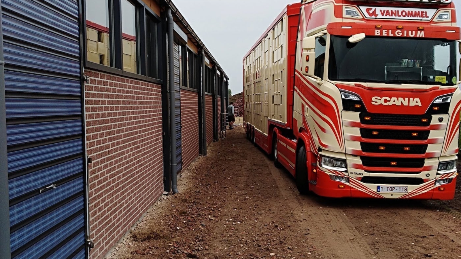 11 kalfjes in camion 1